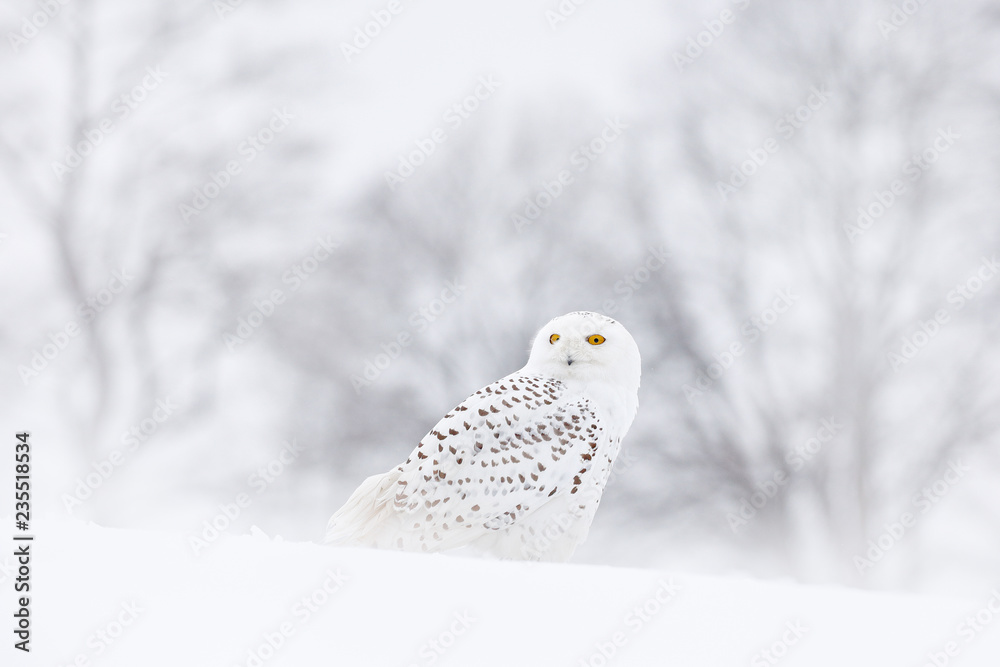 Fototapeta premium Sowa śnieżna siedzi na śniegu w siedlisku. Mroźna zima z białym ptakiem. Scena dzikiej przyrody z natury, Manitoba, Kanada. Sowa na białej łące, zwierzę bahavior.