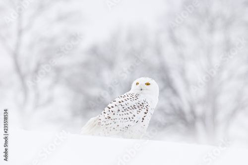 Snowy owl sitting on the snow in the habitat. Cold winter with white bird. Wildlife scene from nature, Manitoba, Canada. Owl on the white meadow, animal bahavior.