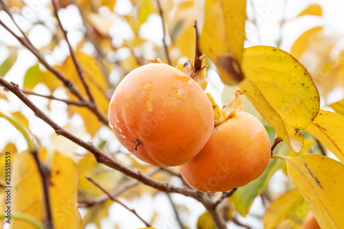 Kaki tree with kaki fruits ready to be harvested. Persimmon tree and fruits in autumn. Diospyros kaki photo