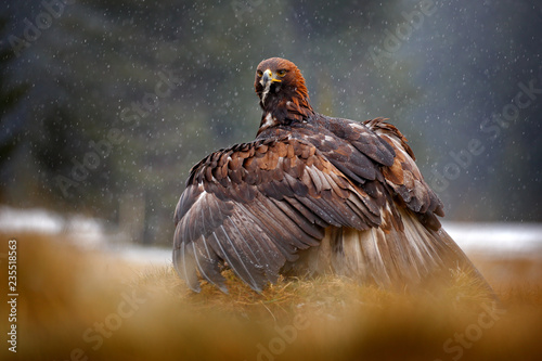 Golden Eagle feeding on killed Red Fox in the forest during rain and snowfall. Bird behaviour in the nature. Feeding scene with big bird of prey, eagle with catch, Poland, Europe.