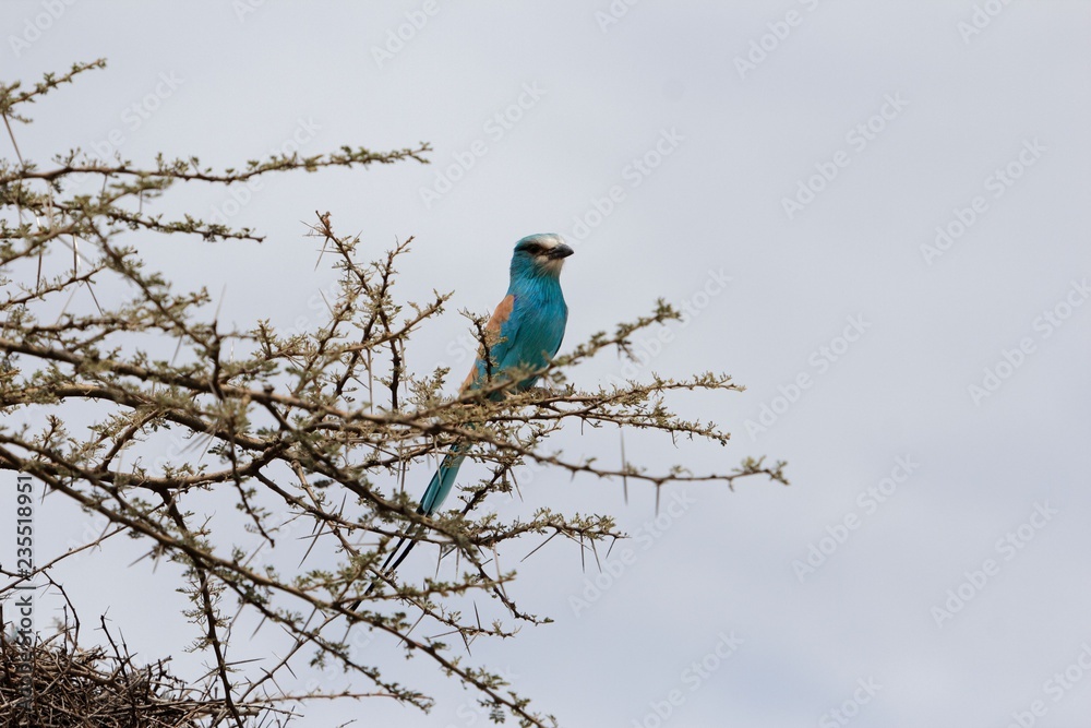 Abyssinian roller (Coracias abyssinicus)