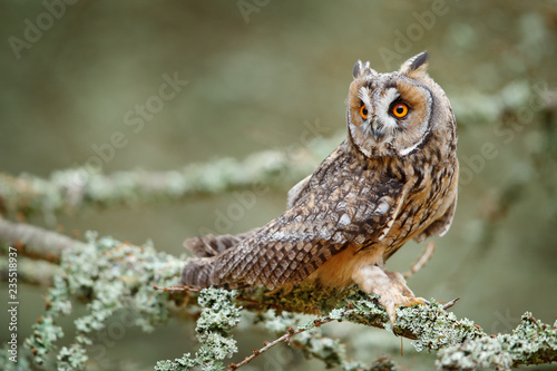Long-eared Owl sitting on branch in fallen larch forest during autumn. Owl in nature wood nature habitat. Bird sitting on the tree, long ears. Owl hunting, Sweden wildlife photo