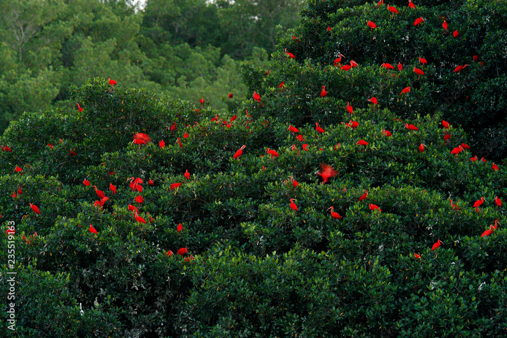 Scarlet Ibis, Eudocimus ruber, exotic red bird, nature habitat, bird colony sitting on the tree, Caroni Swamp, Trinidad and Tobago, Caribbean. Flock of ibis, wildlife nature.