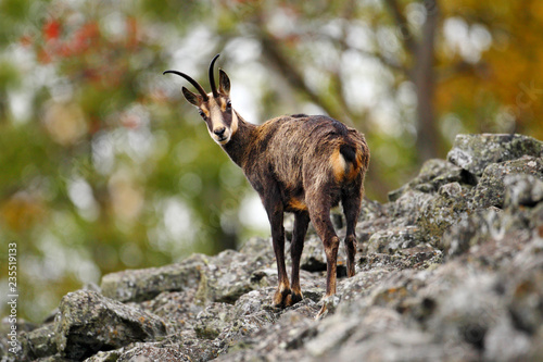 Chamois, Rupicapra rupicapra, on the rocky hill, forest in background, Studenec hill, Czech Republic. Wildlife scene with horn animal, Chamois. Forest landscpae with chamois.