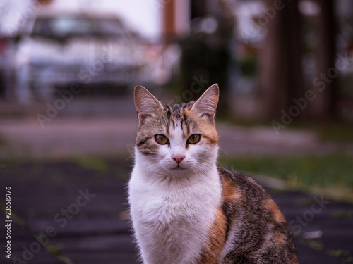 The cat with eyes wide open