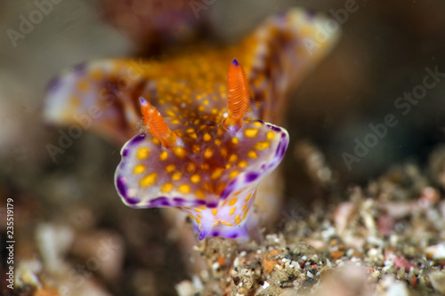 Nudibranch Ceratosoma gracillimum. Picture was taken in Lembeh, Indonesia