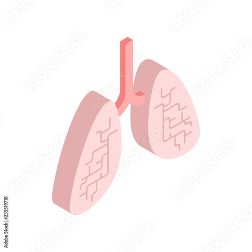 Lungs isometric isolated. Internal organ 3D. anatomy of human body. Organs systems body