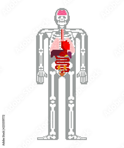 Human anatomy pixel art. 8bit Internal organs and skeleton. Pixelate 16bit. Old game computer graphics style