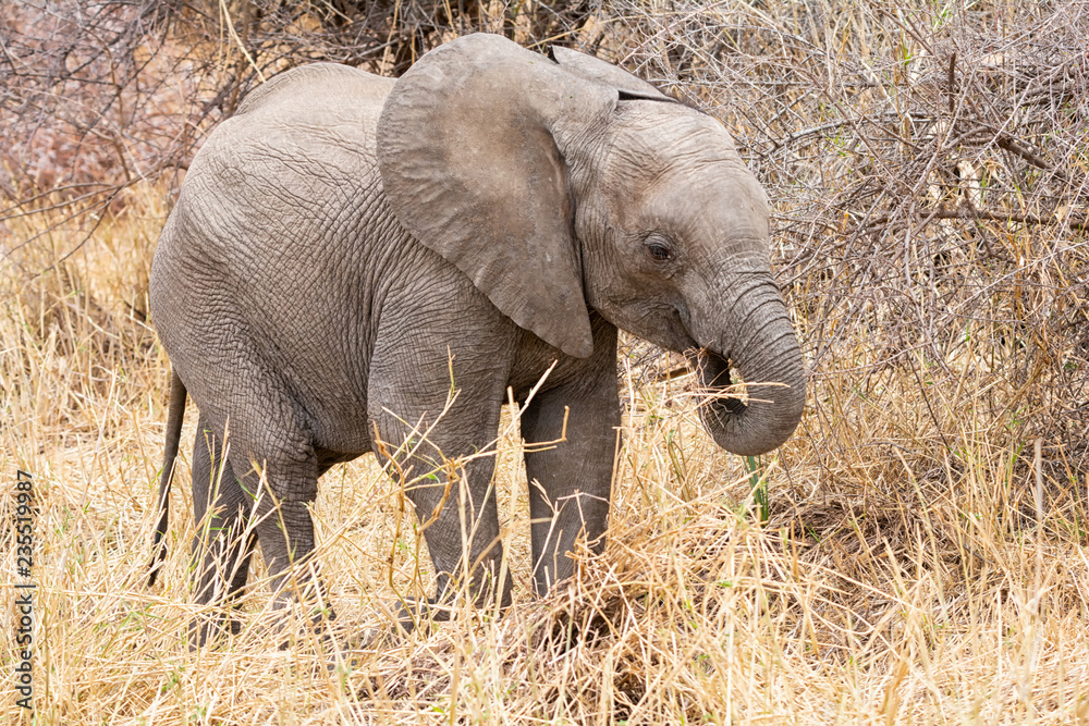 Fototapeta premium Baby African Elephant