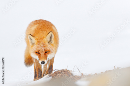 Red fox in white snow. Cold winter with orange fur fox. Hunting animal in the snowy meadow  Japan. Beautiful orange coat animal nature. Wildlife Europe. Detail close-up portrait of nice fox.
