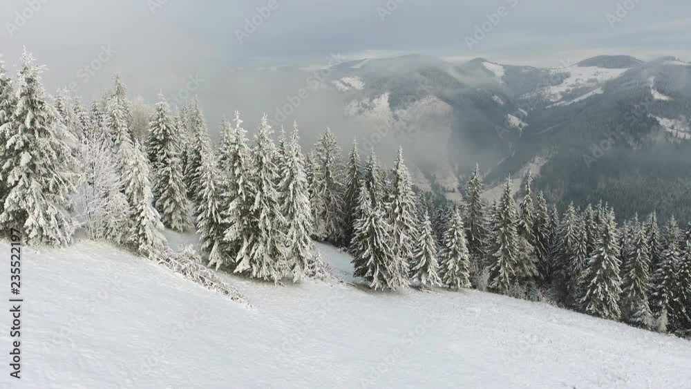 beautiful wildlife without people. Flying around a frozen very beautiful trees. Winter tale. beautiful wildlife without people. Flying around a frozen very beautiful trees. Winter tale.