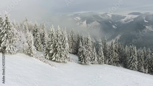 Wallpaper Mural beautiful wildlife without people. Flying around a frozen very beautiful trees. Winter tale. Torontodigital.ca