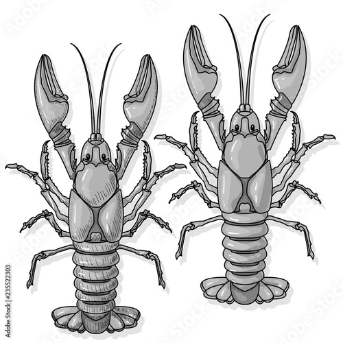 Crayfish vector illustration on a white background.