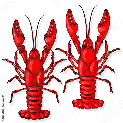 Crayfish vector illustration on a white background.