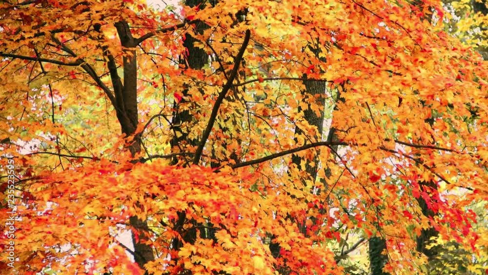 Autumn foliage background view with beautiful colors. Autumn foliage background view with beautiful colors.