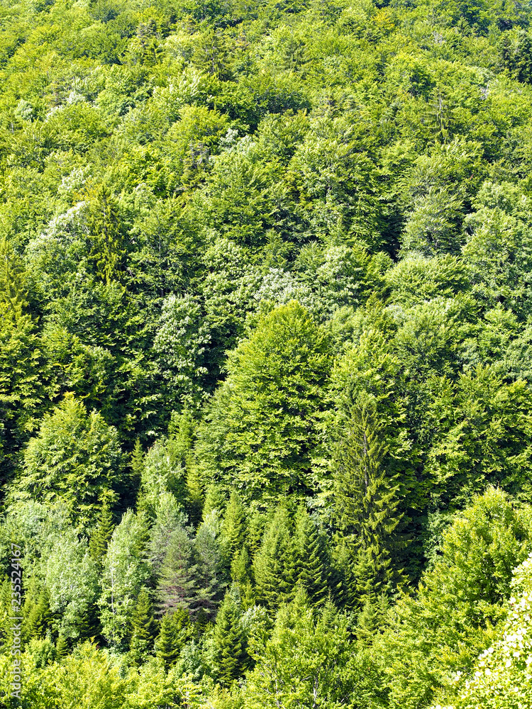 Forest in Lika region, Croatia Forest in Lika region, Croatia