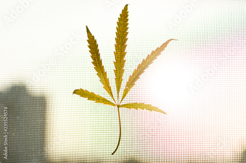 Foto Pentagonal hemp leaf. Hemp in the shape of a star.