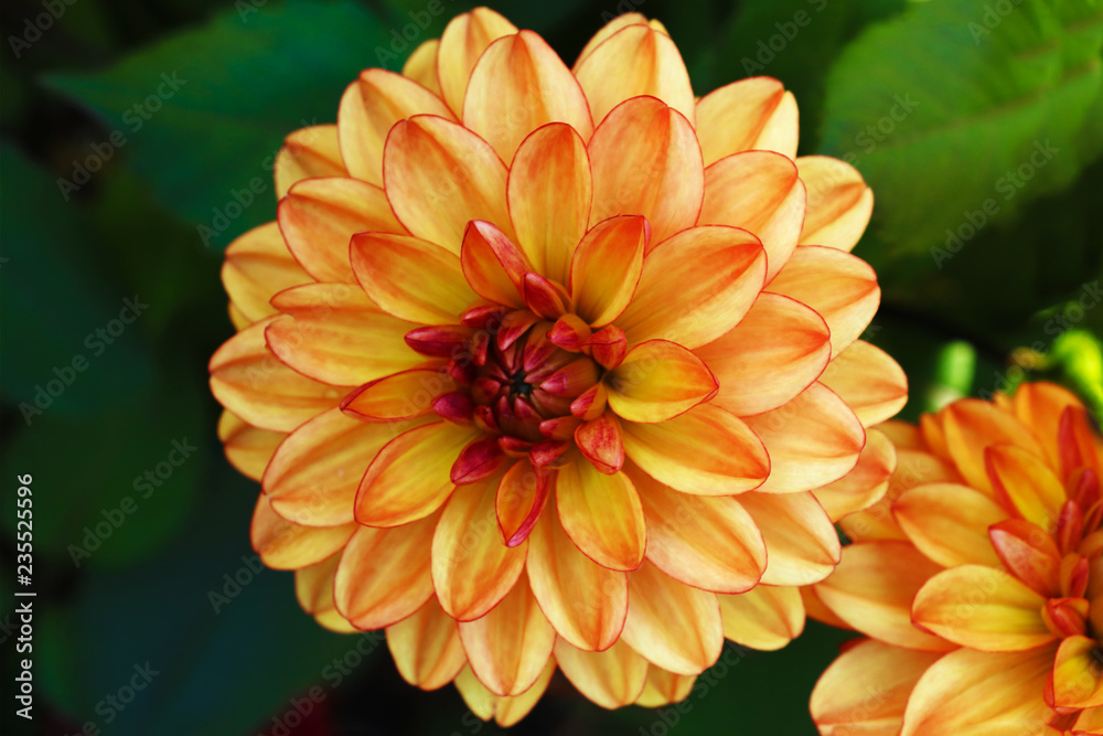 An isolated dahlia in a garden. Yellow dahlia. An isolated dahlia in a garden. Yellow dahlia.