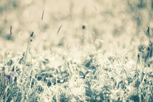 Dew in green grass in the early morning sun  natural outdoor background