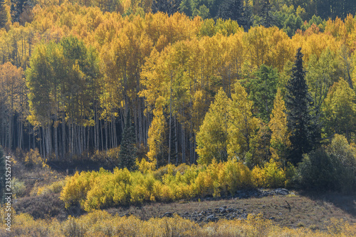 Fall Trees in Colorado 04