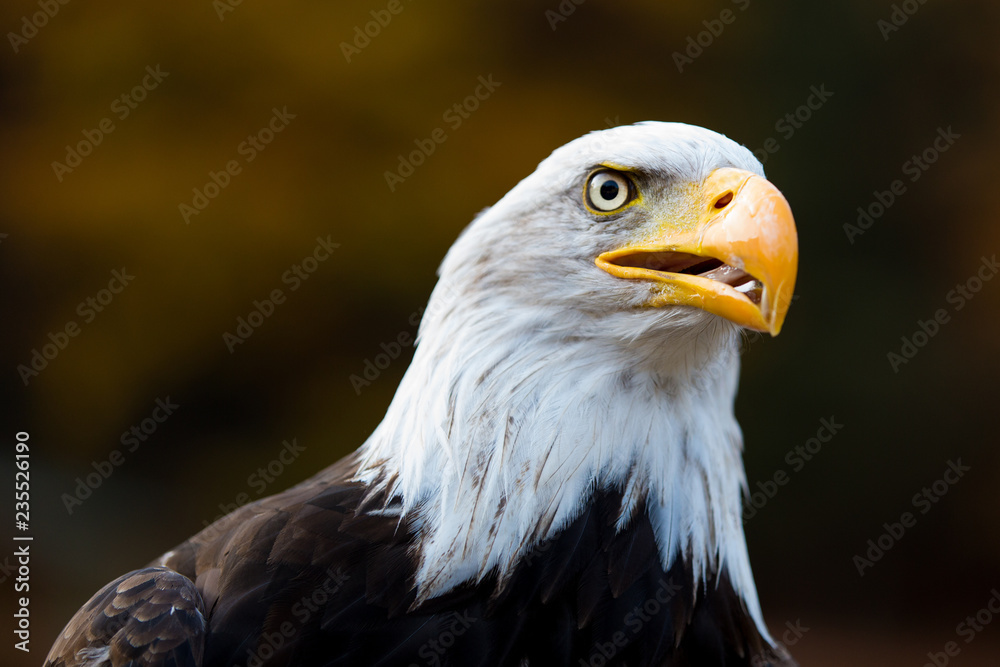 Fototapeta premium Portrait Weißkopfseeadler