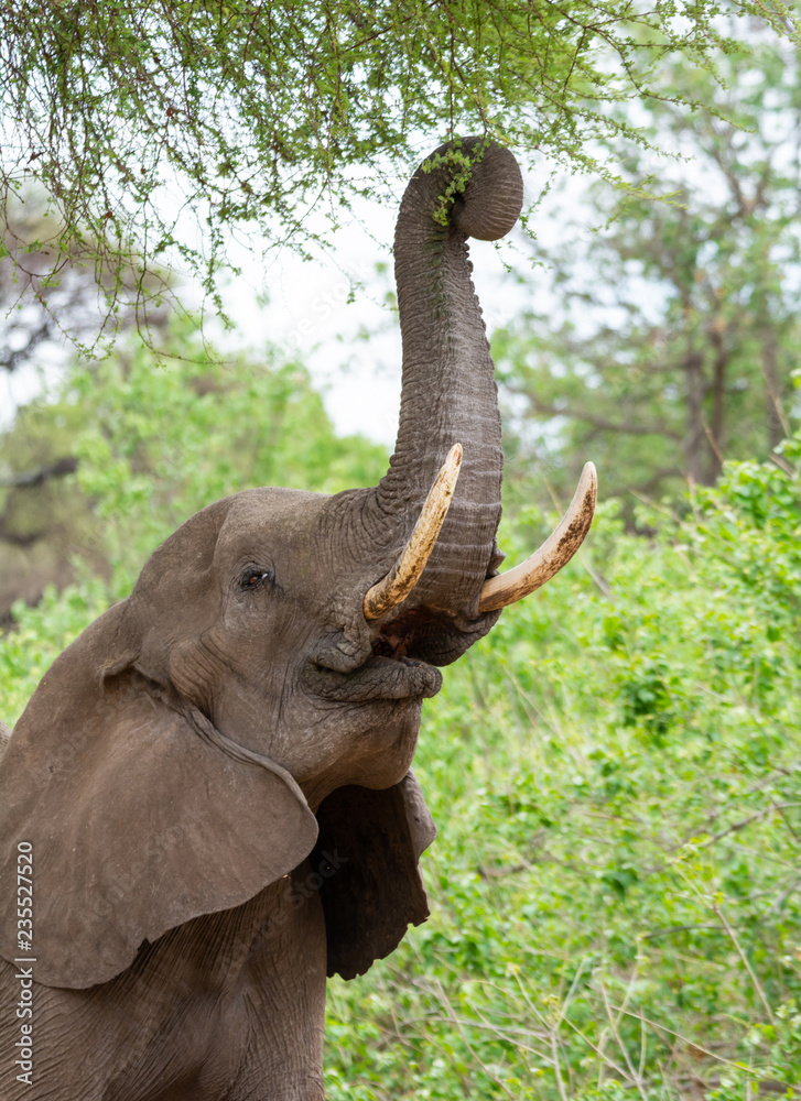 Obraz premium African Elephant Foraging