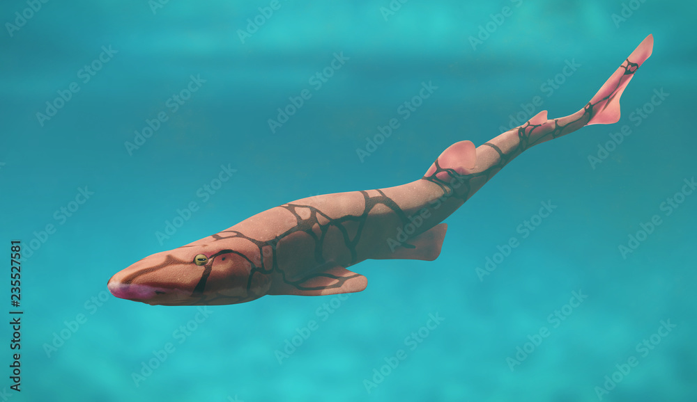 Obraz premium chain catshark (Scyliorhinus retifer) small shark species in the Atlantic ocean