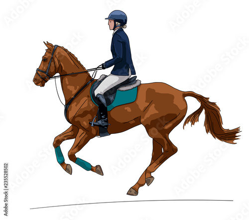 Horse riding. Female rider on a chestnut sport horse on a white background.