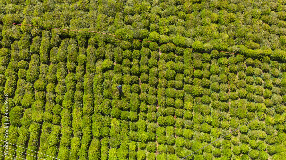 Tea field drone view