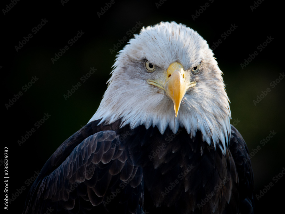 Obraz premium Bald Eagle Close Up