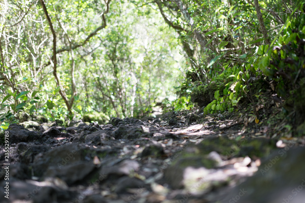Weg im Wald Weg im Wald