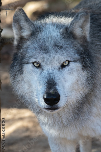 Gray Wolf Close up of face