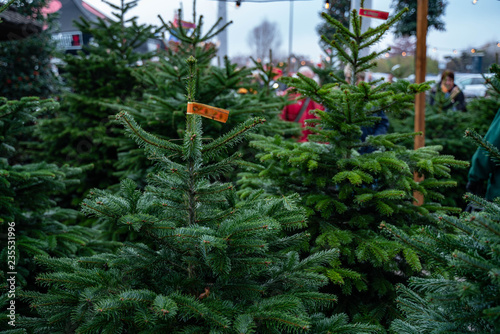 Christmas trees in pots for sale photo