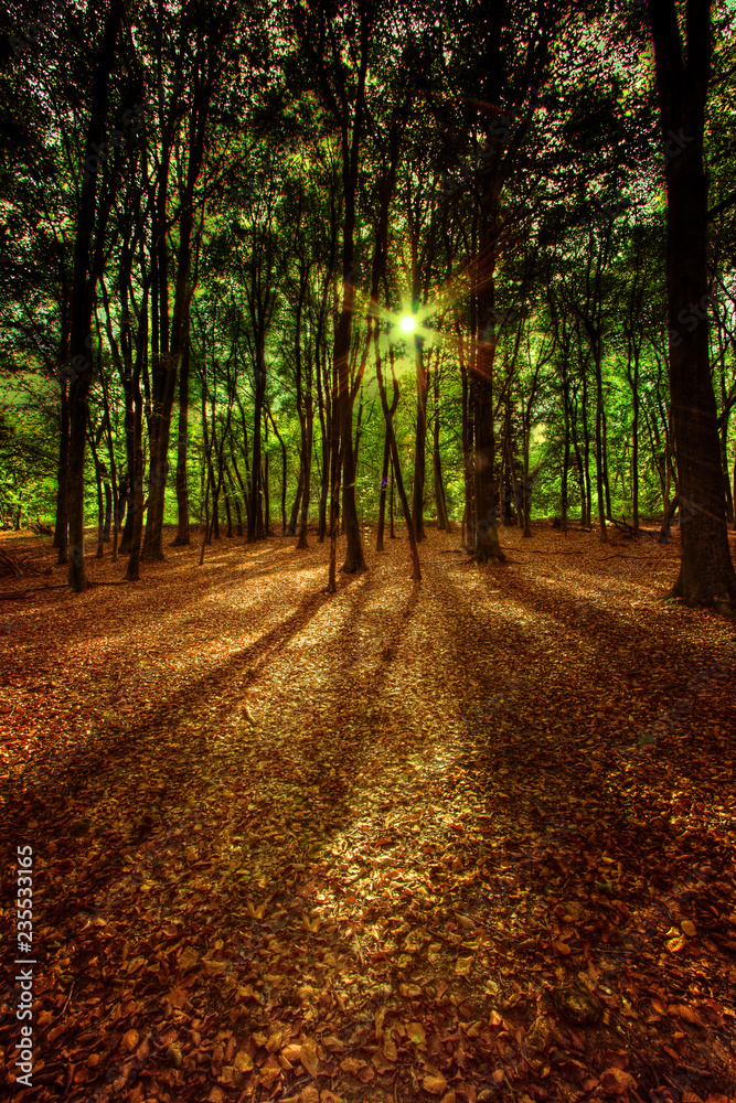 Trees and autumn leaves on ground
