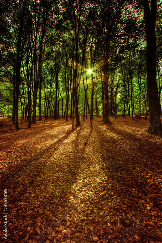 Trees and autumn leaves on ground