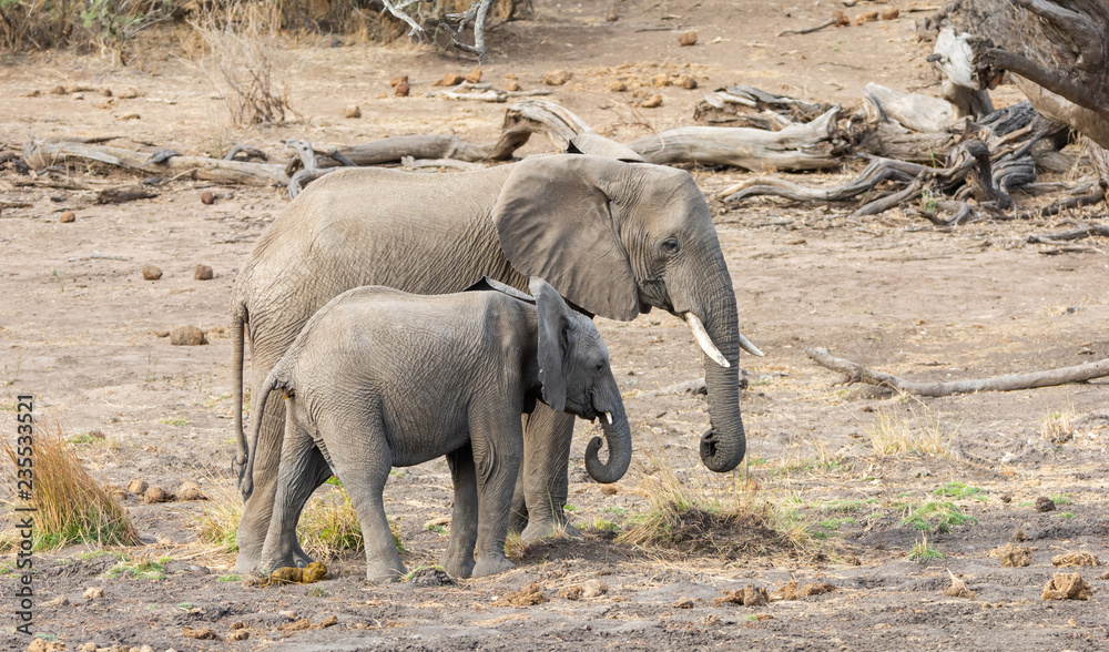 Fototapeta premium African Elephant Mother And Calf