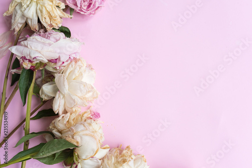 Obraz na plátně Nature background - wilting pink and white peonies arranged on the side on pink