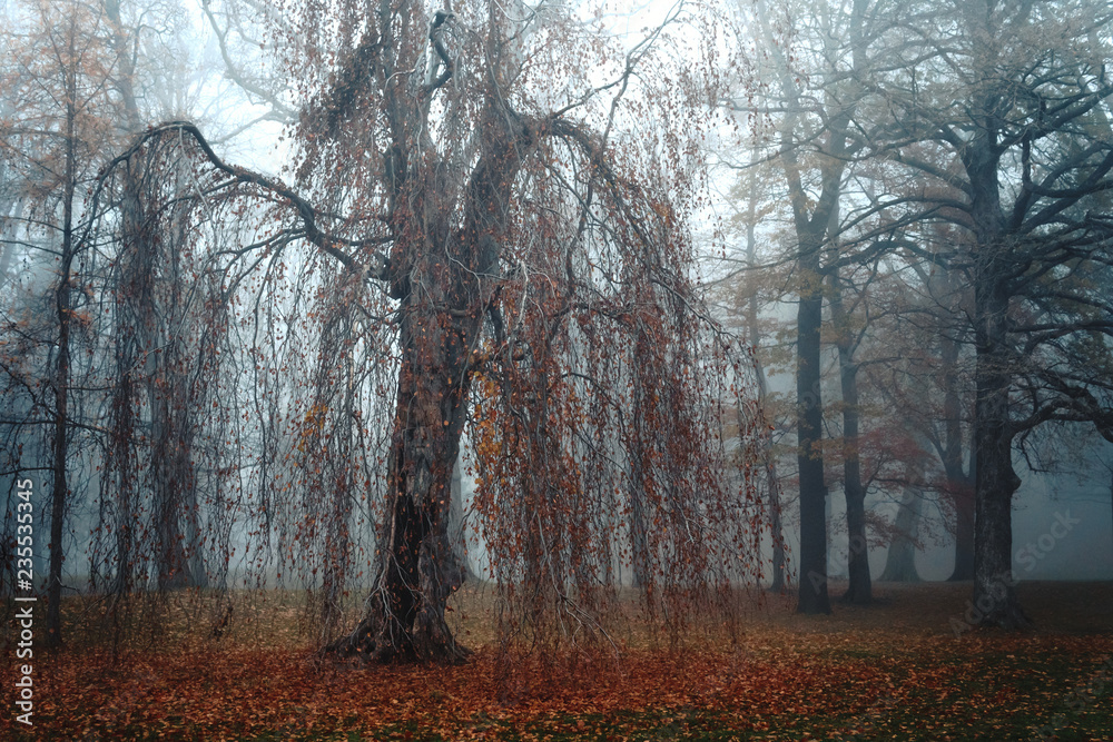 Gruseliger Baum bei Nebel