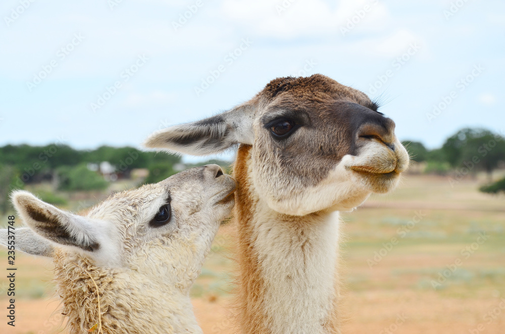 Obraz premium Young Llama with Mother