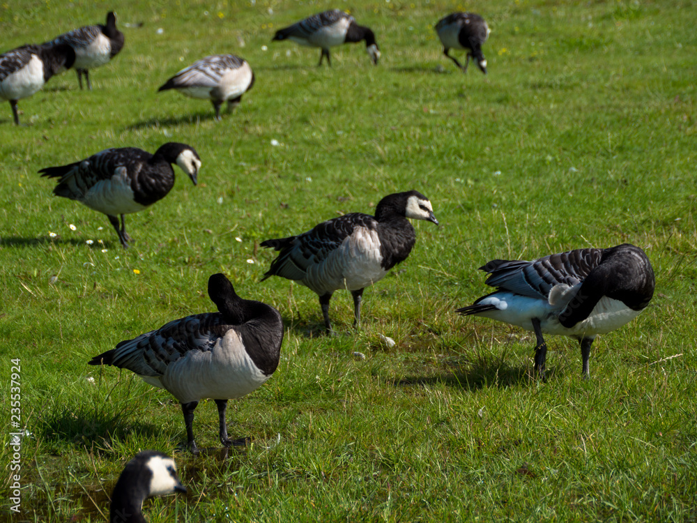 Goose and goslings. Goose snuggles goslings Goose and goslings. Goose snuggles goslings