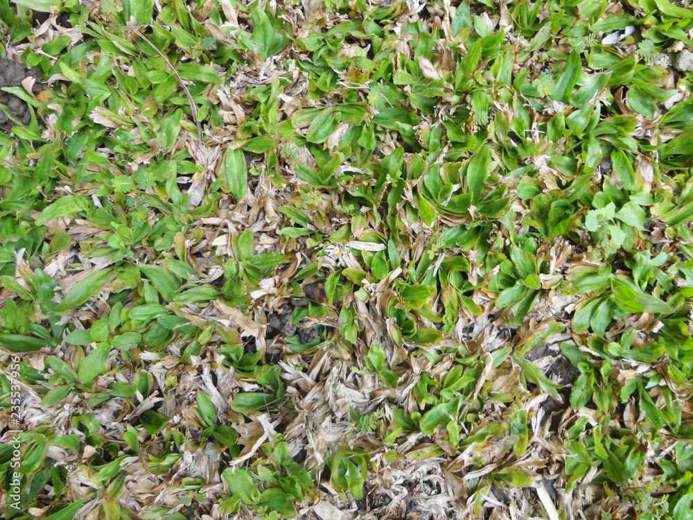 Plant texture background. Good use for any texture design you want. Plant texture background. Good use for any texture design you want.