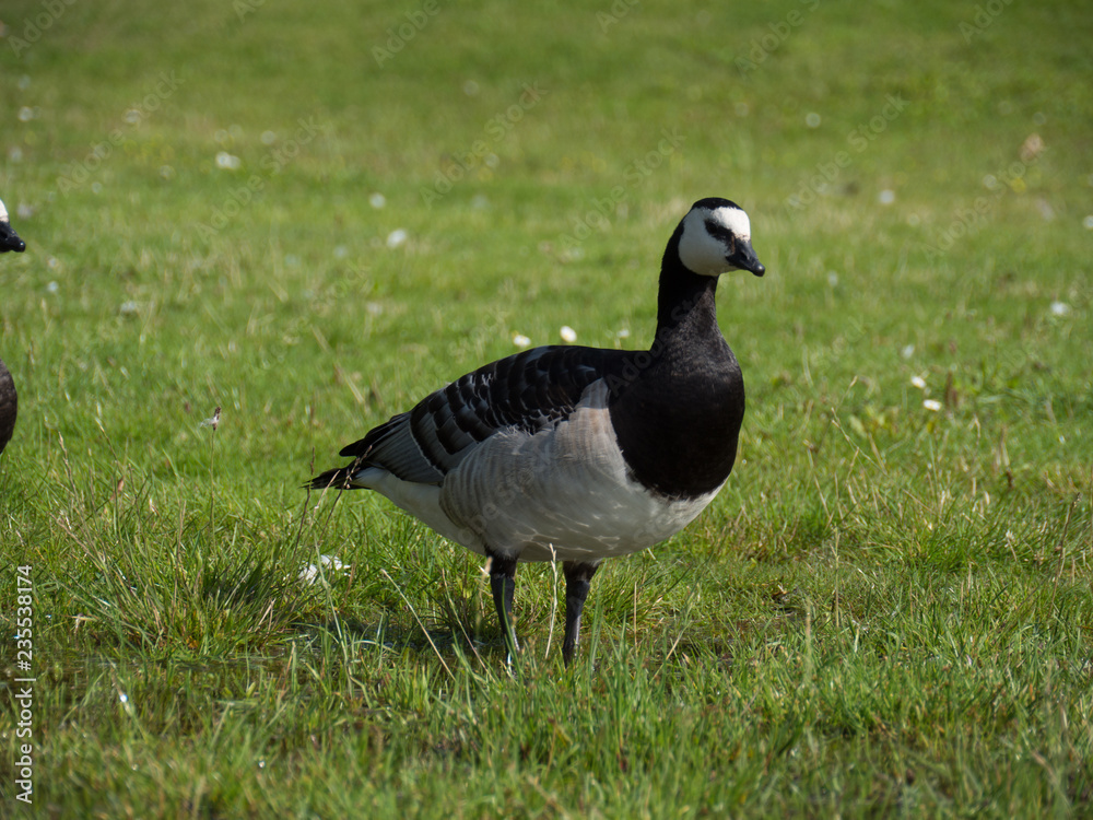 Goose and goslings. Goose snuggles goslings Goose and goslings. Goose snuggles goslings
