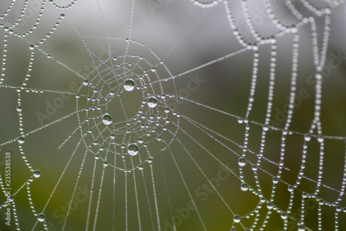 Teia de aranha com orvalho photo