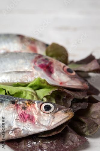 Fresh sardines Raw