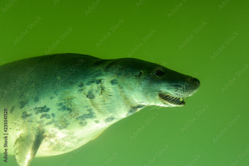 Naklejka premium Zobacz przez podwodne okno pływającej foki w zielonej wodzie jako atrakcja turystyczna