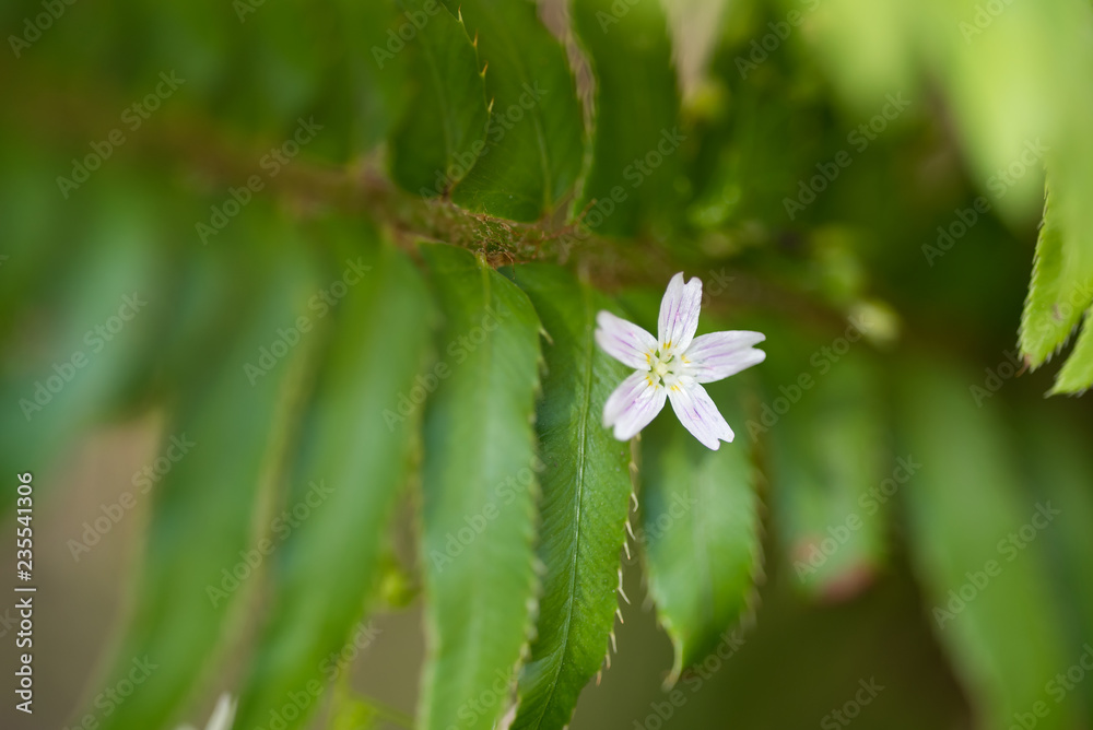 Flower growing through a fern Flower growing through a fern