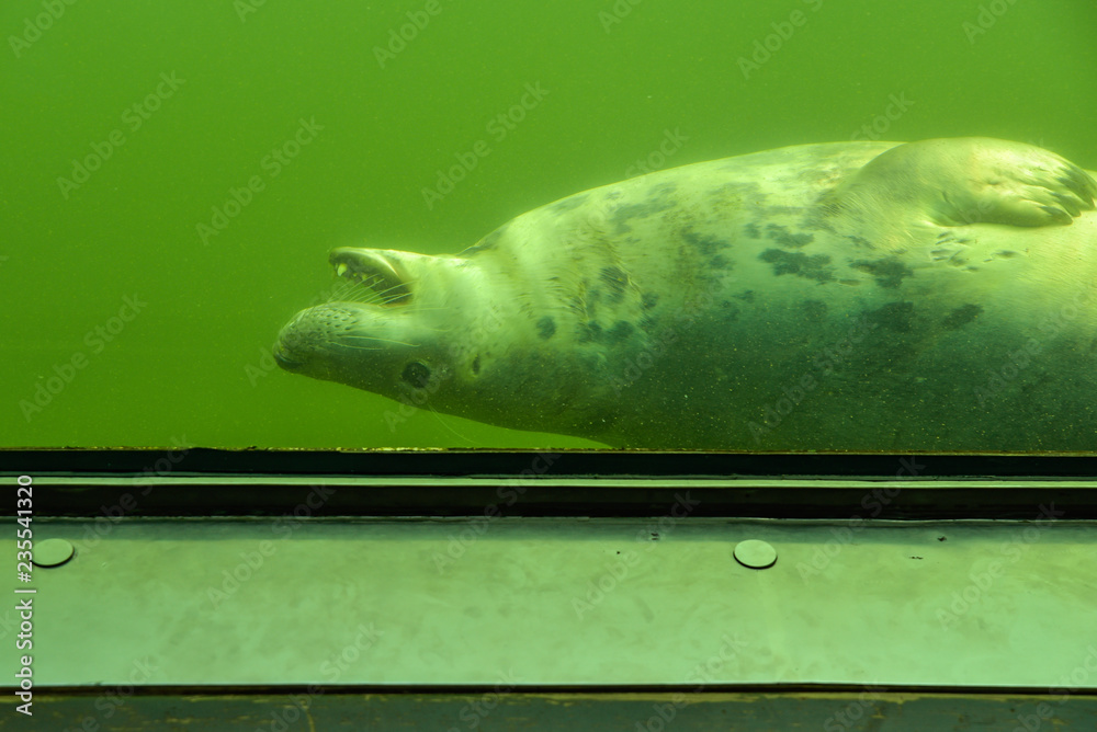 Naklejka premium Zobacz przez podwodne okno pływającej foki w zielonej wodzie jako atrakcja turystyczna