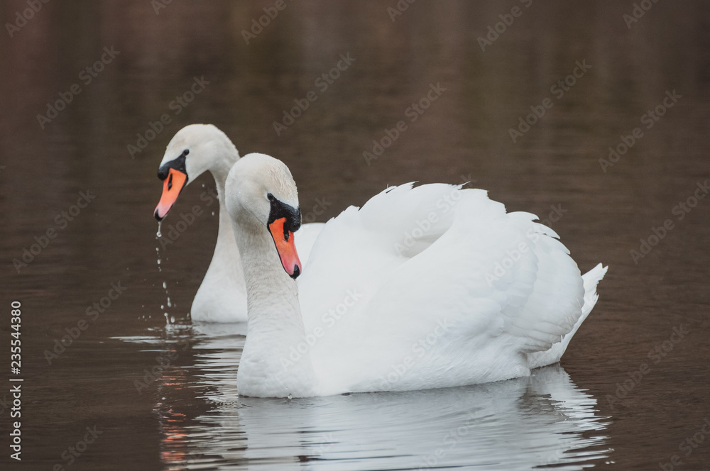 Fototapeta premium Pair Of White Swans Swimming On The Lake