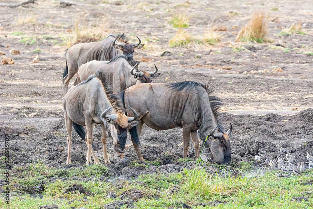 Blue Wildebeest Blue Wildebeest