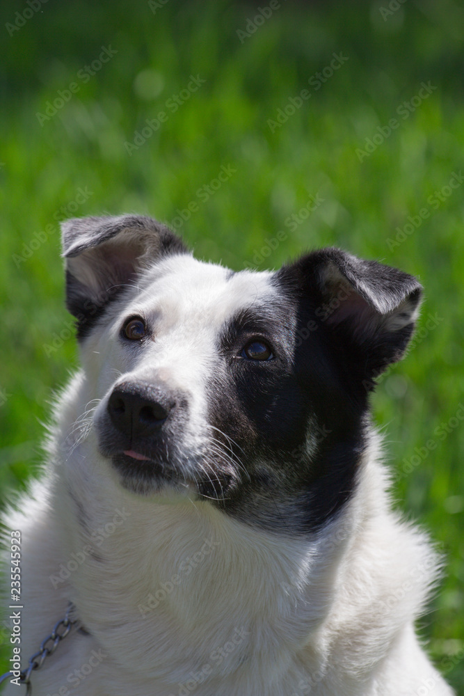 portrate of Fat white dog with black spot on face have fun in green grass meadow at sunny day closeup portrate of Fat white dog with black spot on face have fun in green grass meadow at sunny day closeup